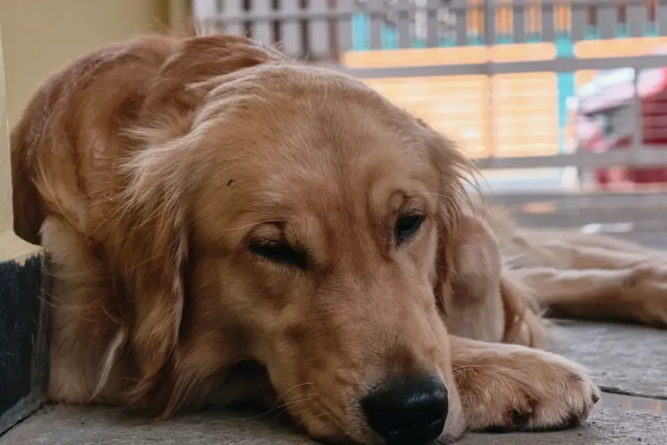 Calm dog resting at home