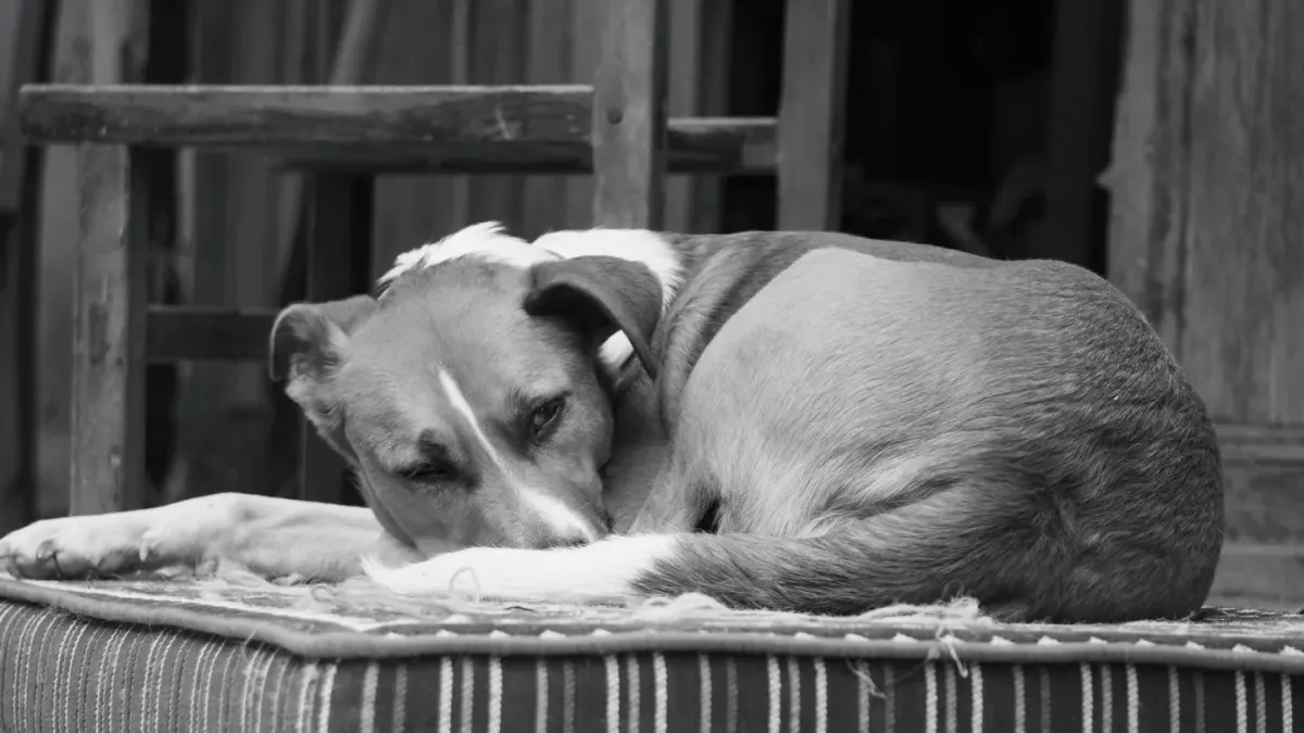 Calm dog resting at home