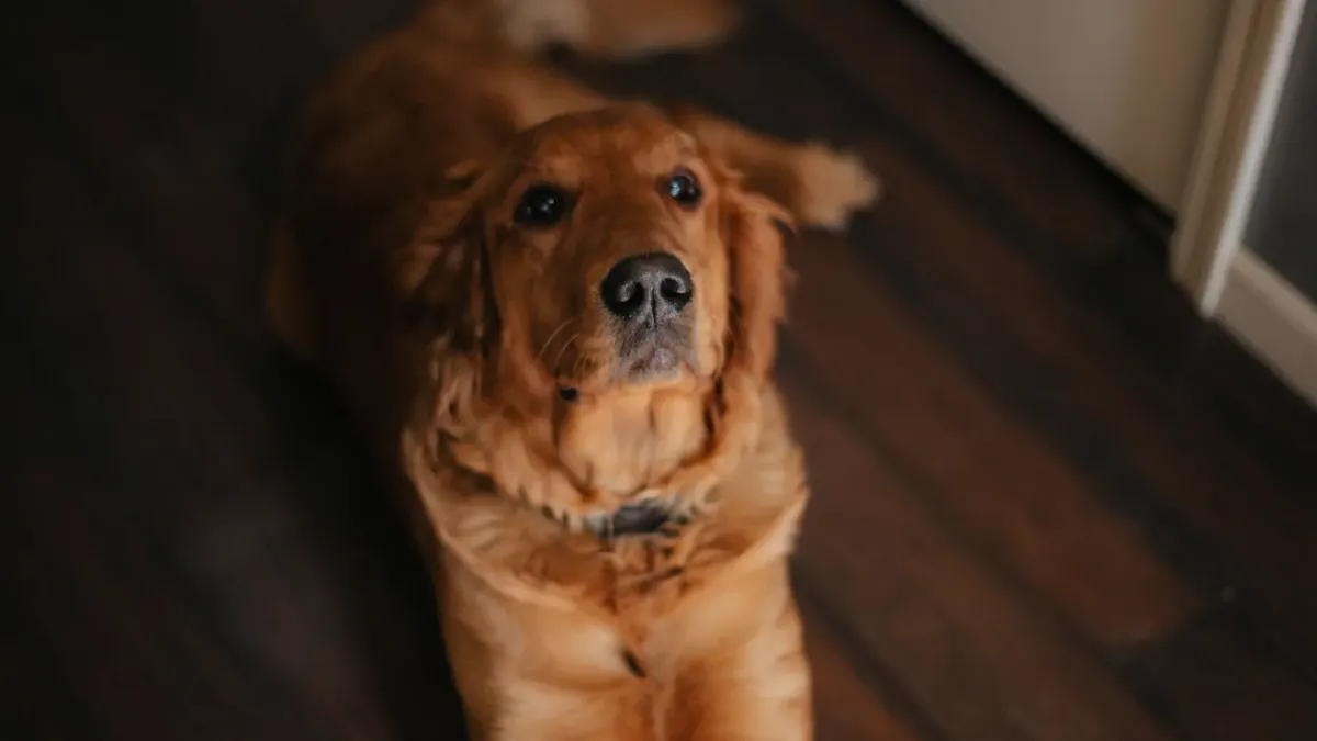 Calm dog resting at home