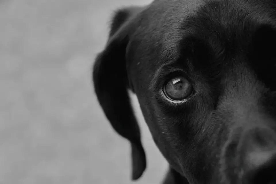 Close-up of a dog&#x27;s face showing the whites of its eyes turned toward the camera