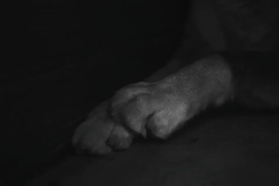 Close-up of a dog&#x27;s front paw resting on a hardwood floor