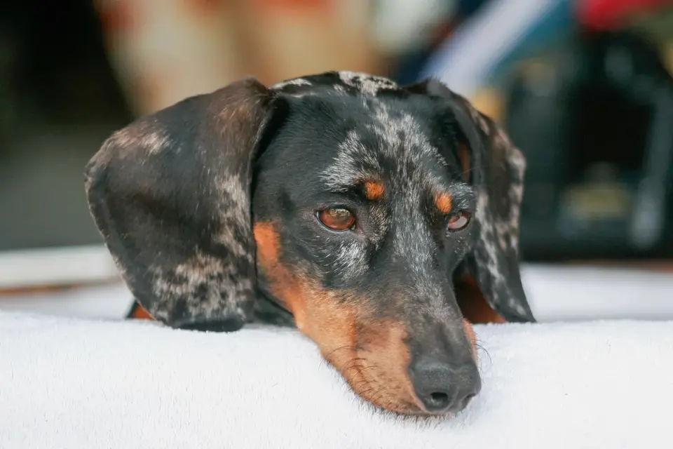 Close-up of a dog with pinned-back ears and a stiff, alert posture