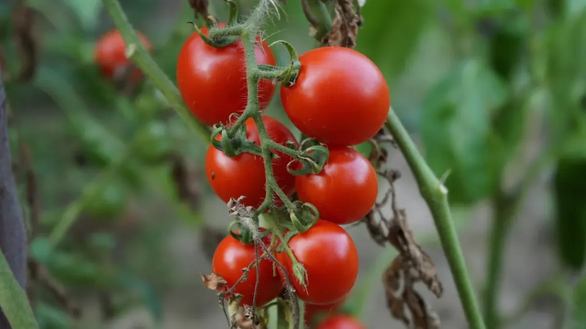 Cluster of ripe red tomatoes still hanging on the vine