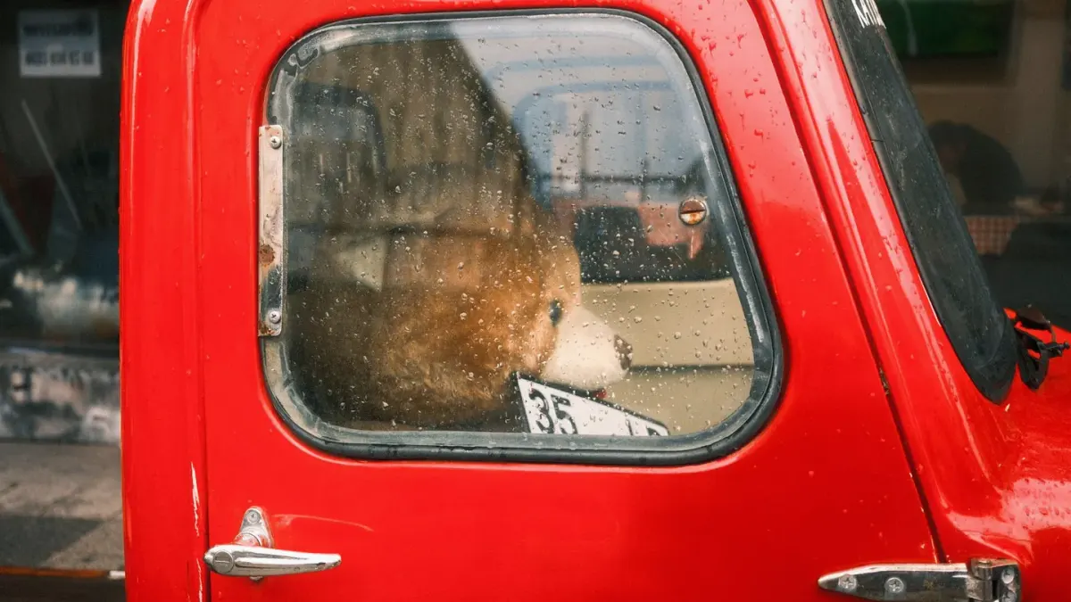 Dog at a car window