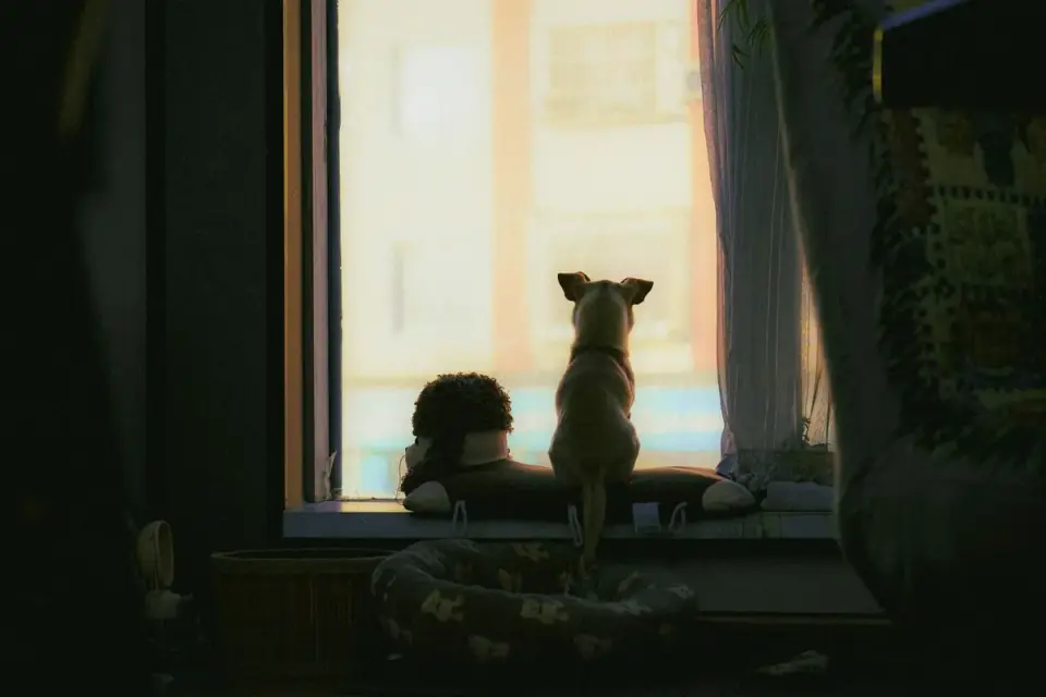 Dog at a car window