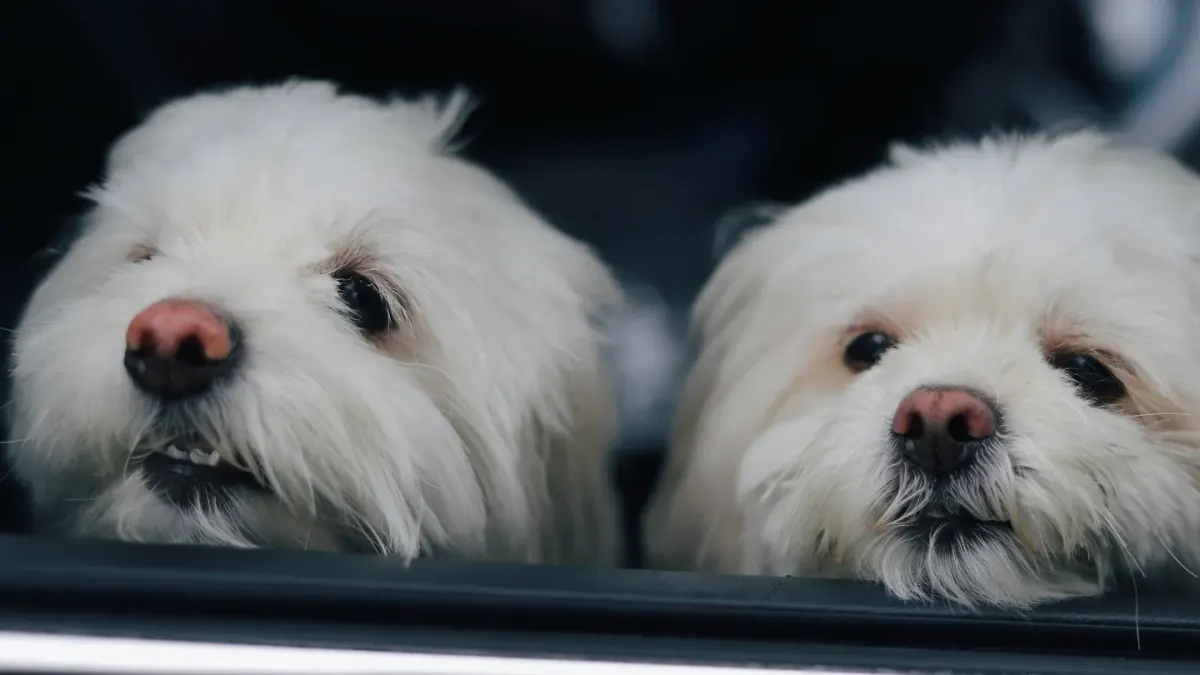 Dog at a car window