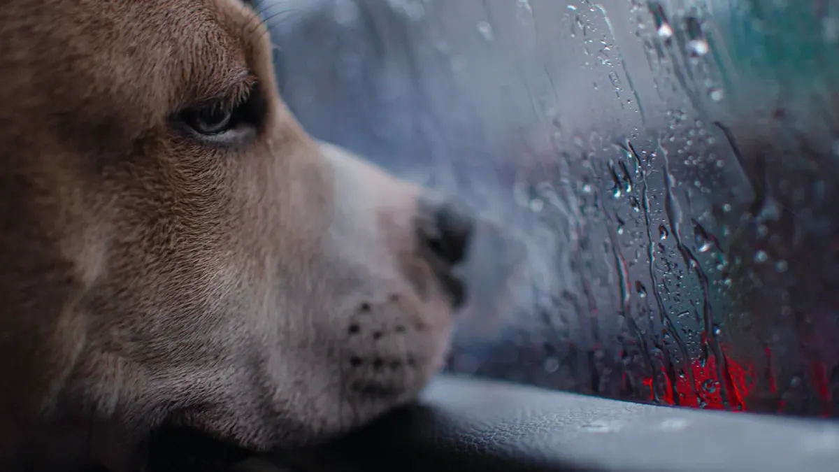 Dog at a car window