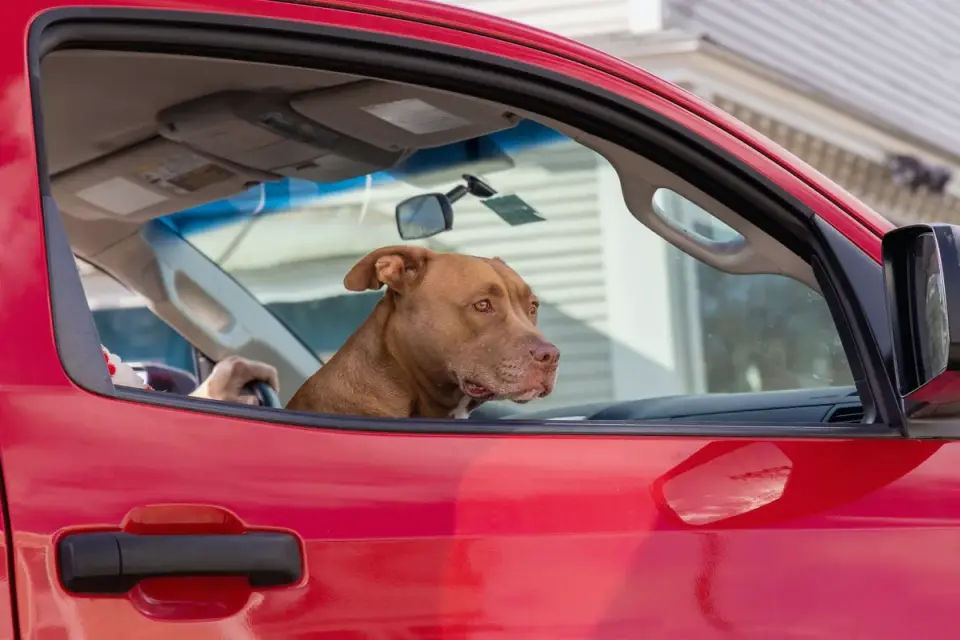 Dog at a car window