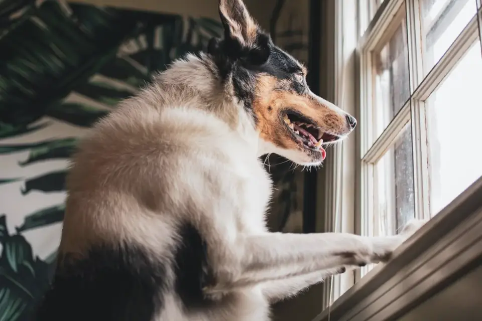 Dog at a car window