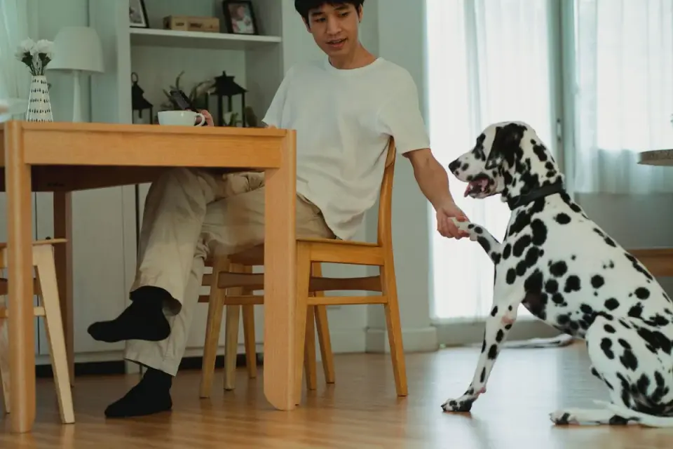 Dog at home near a kitchen