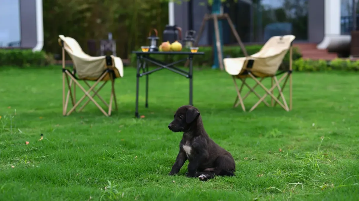 Dog camping with an owner