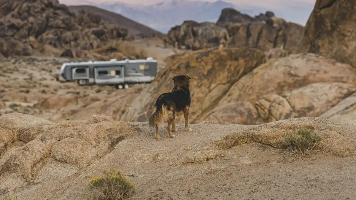 Dog camping with an owner