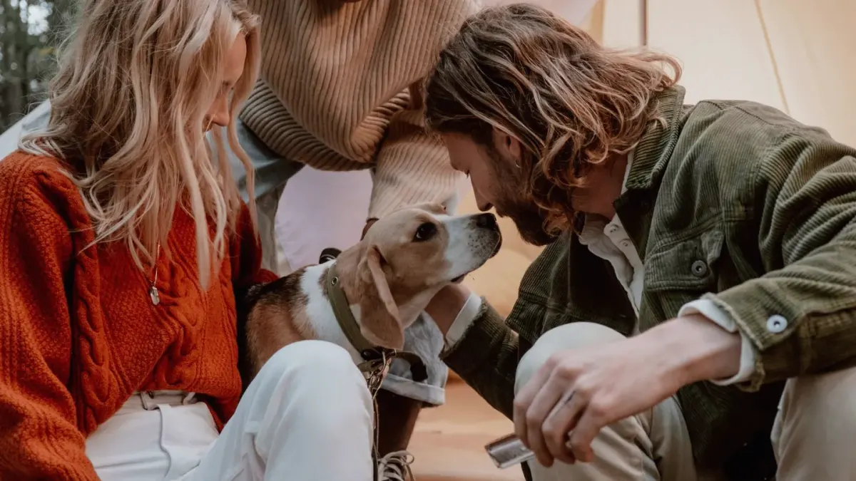 Dog camping with an owner