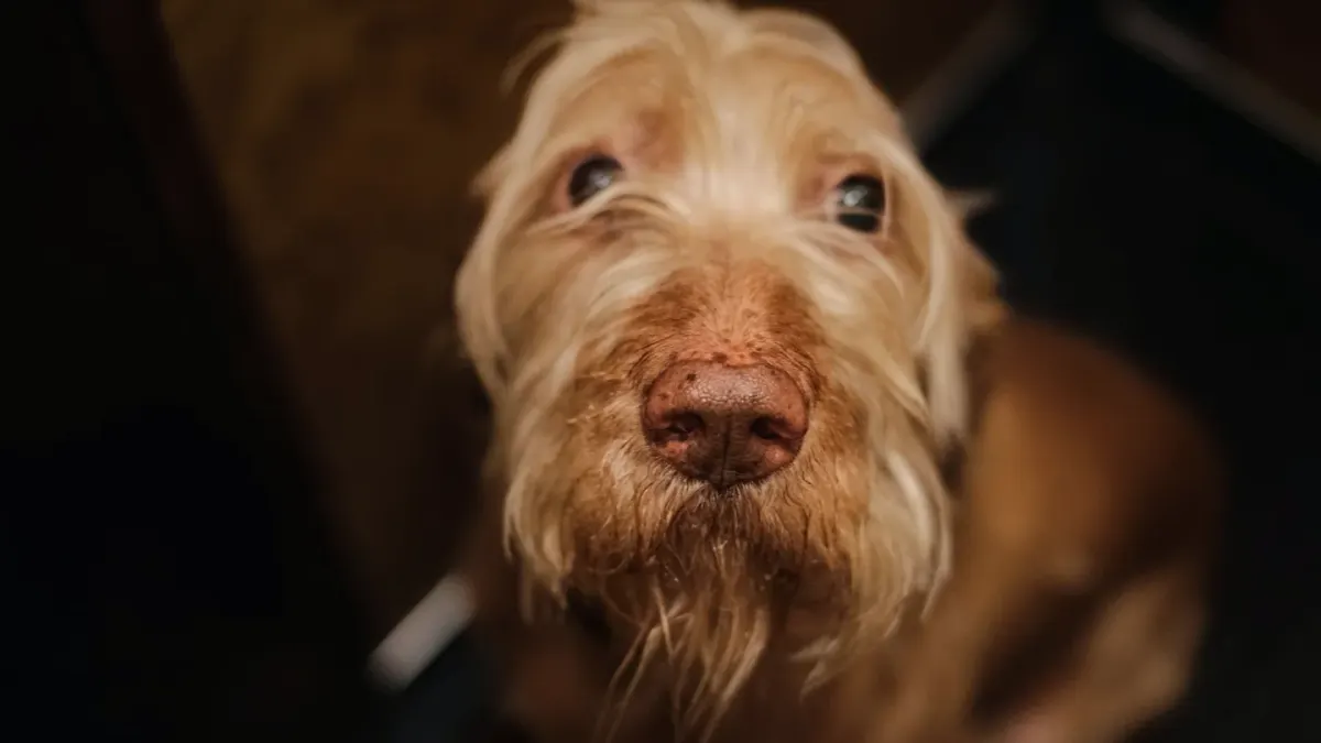 Dog close to a bowl