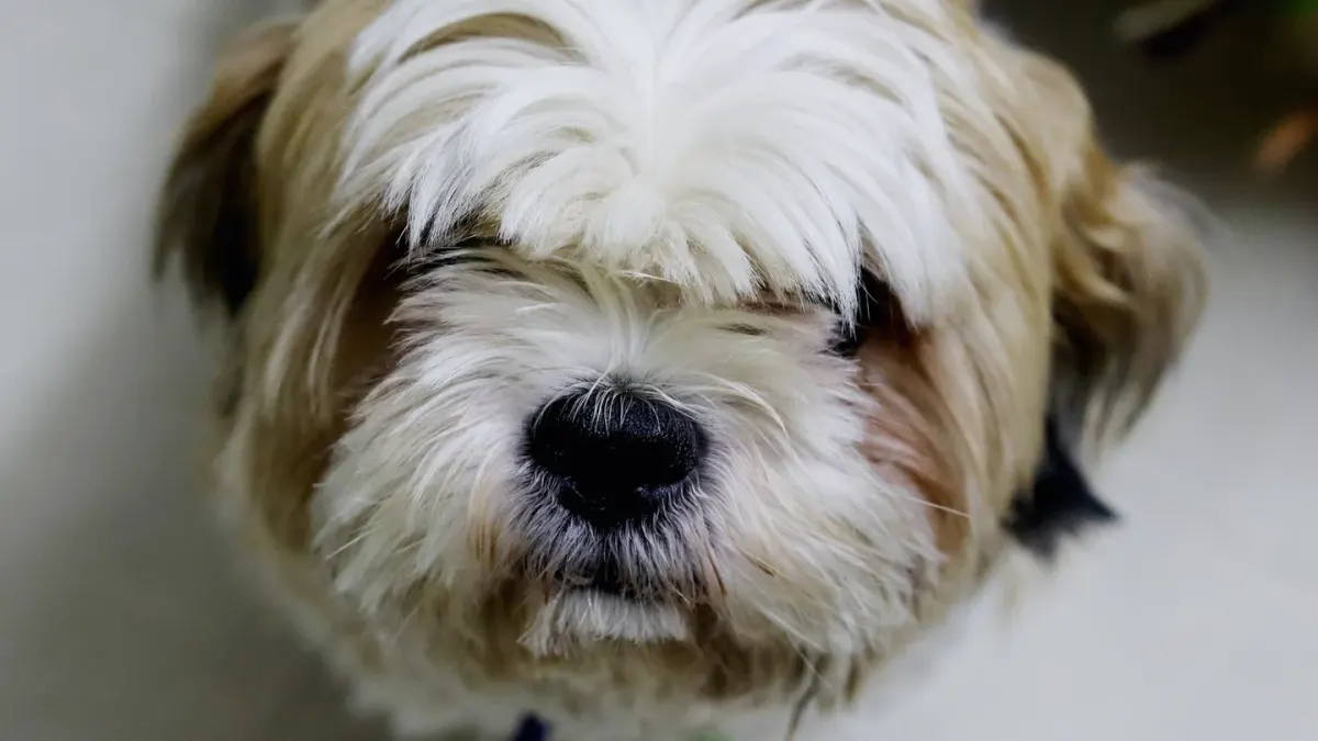 Dog close to a bowl