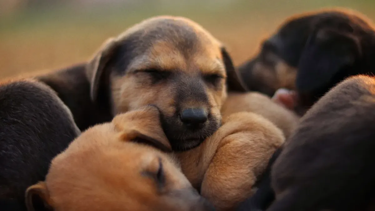 Dog curled on a blanket