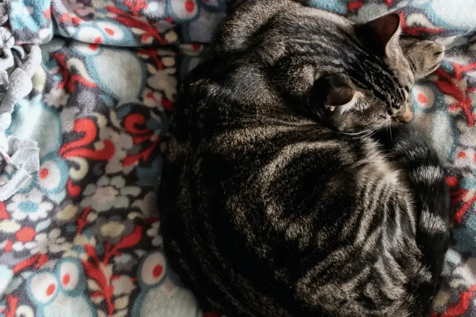 Dog curled on a blanket