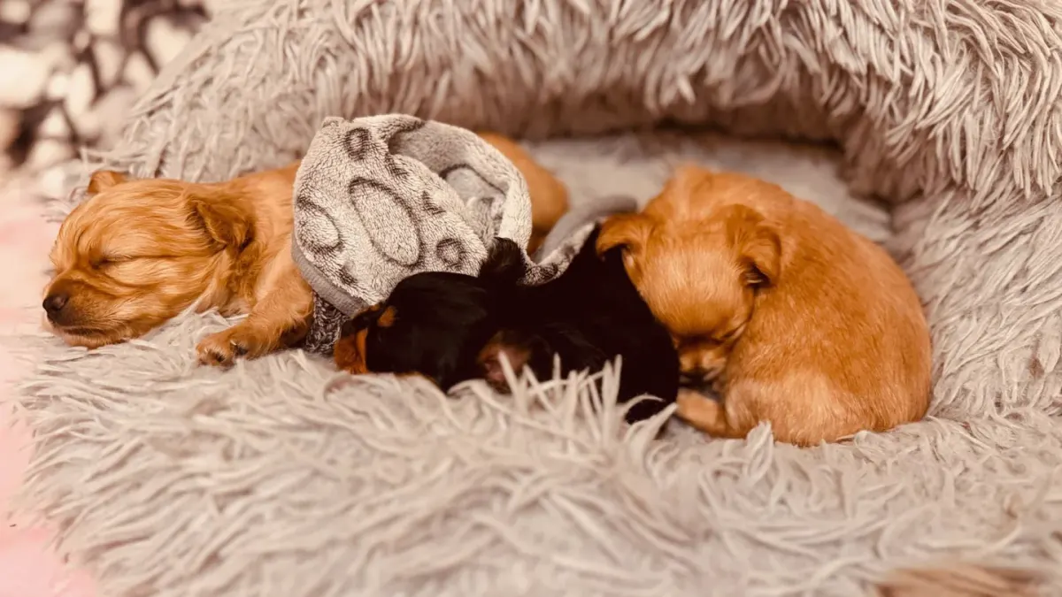 Dog curled on a blanket