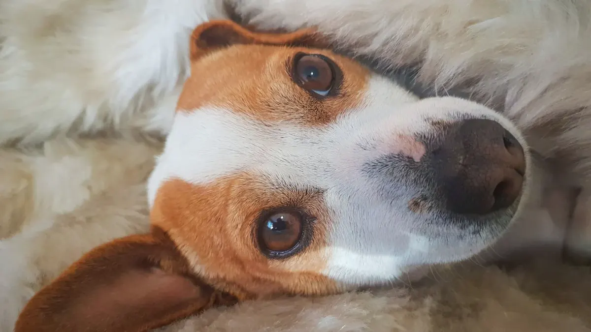Dog curled on a blanket