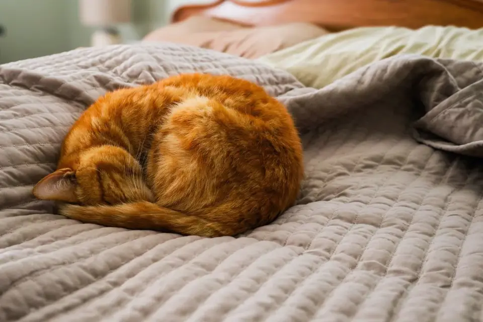Dog curled on a blanket