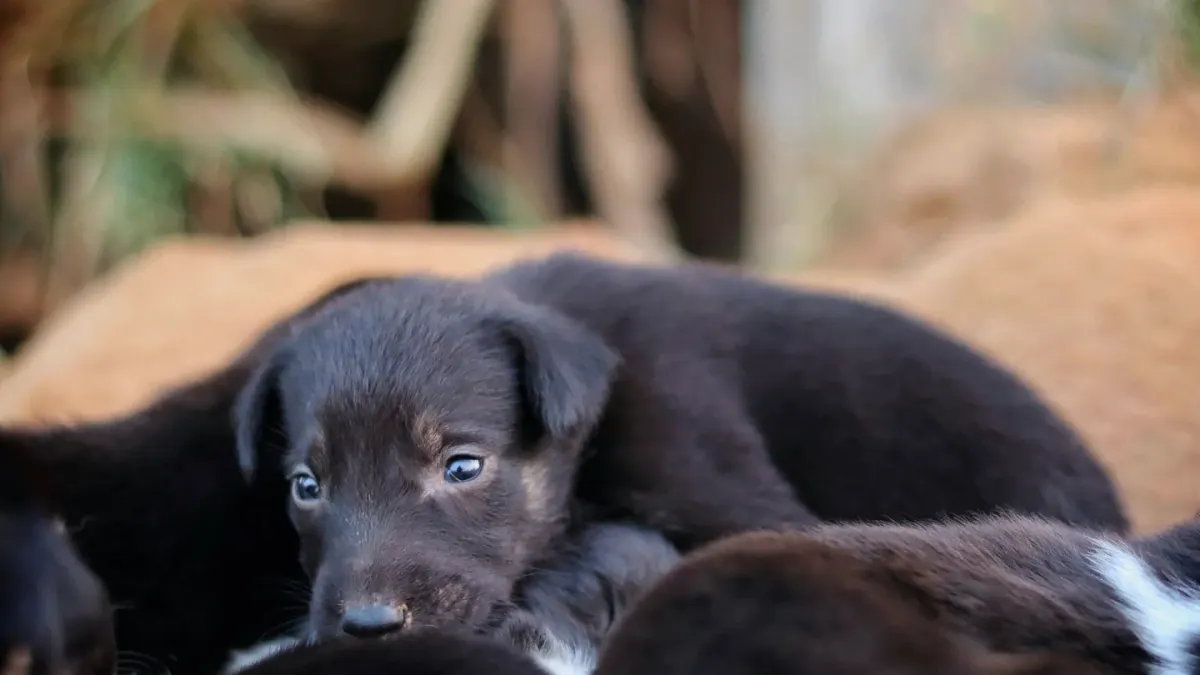 Dog curled on a blanket