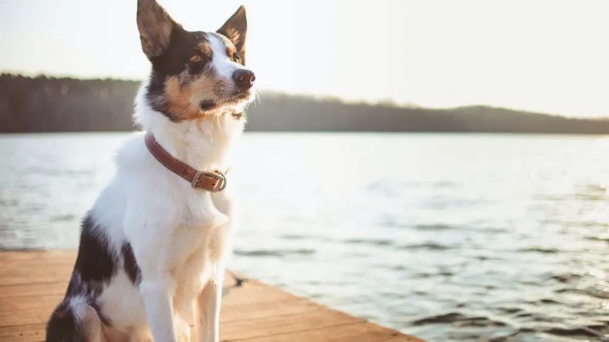 Dog drinking water