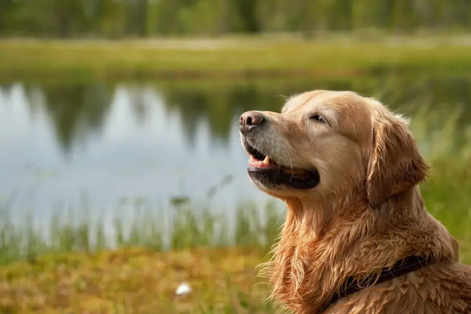 Dog drinking water