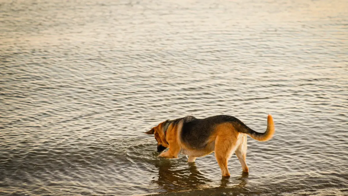 Dog drinking water