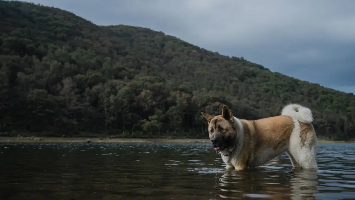 Dog drinking water