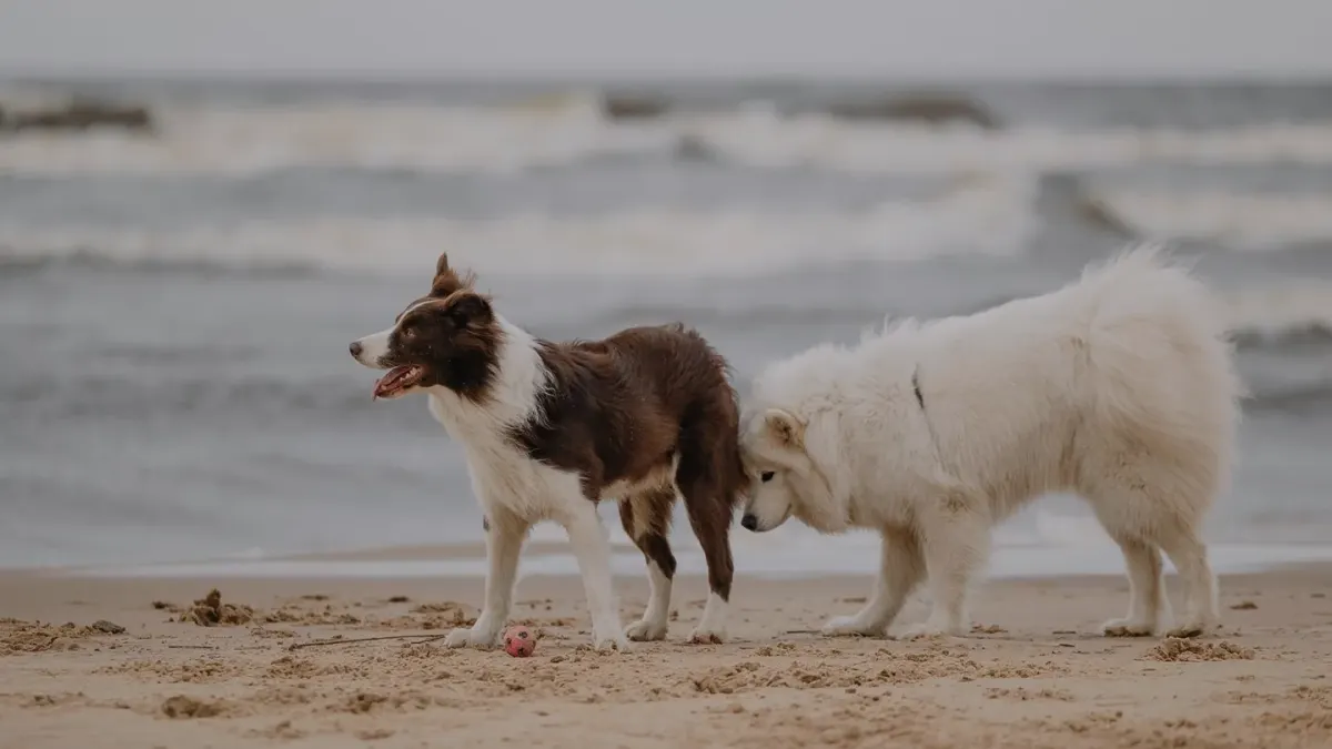 Dog drinking water