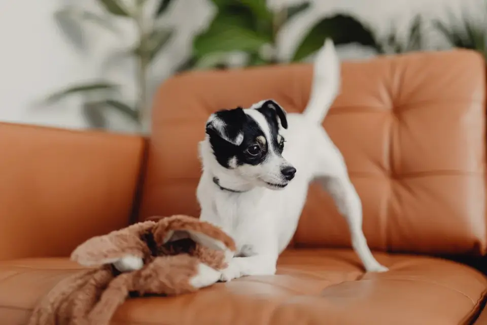 Dog eating from a bowl at home