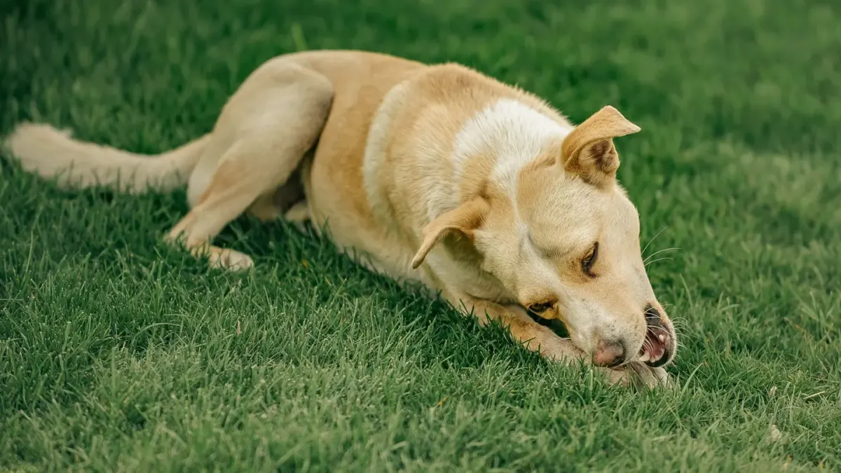 Dog eating from a bowl at home