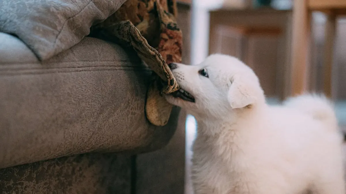 Dog eating from a bowl at home