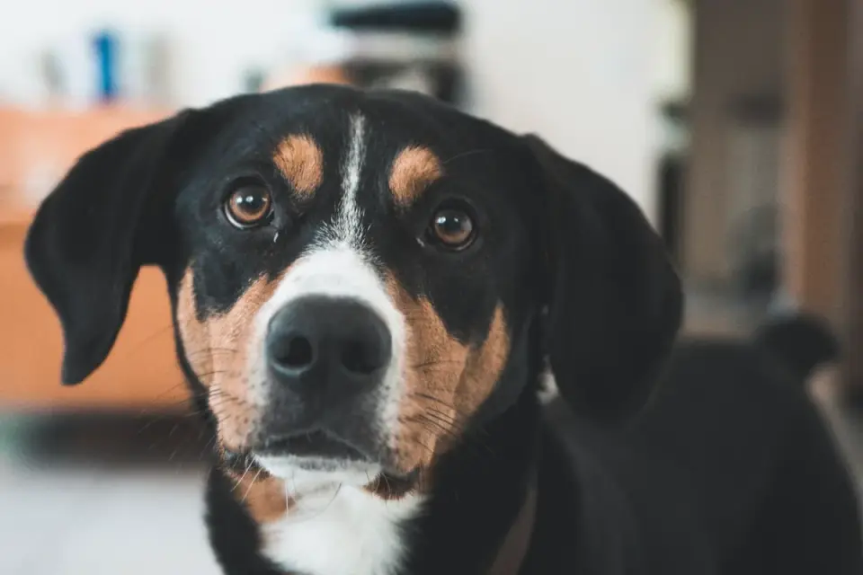 Dog eating from a bowl at home