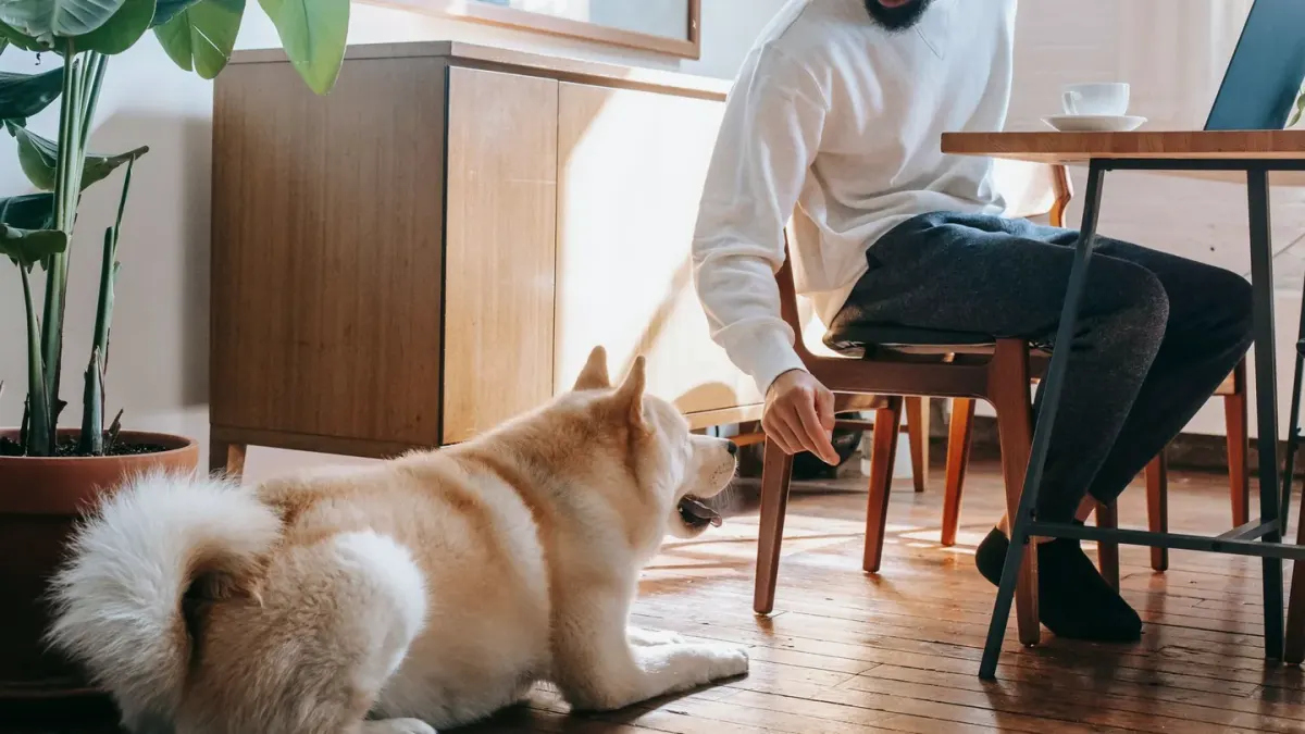 Dog eating from a bowl at home