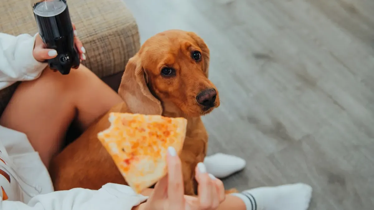 Dog eating from a bowl at home