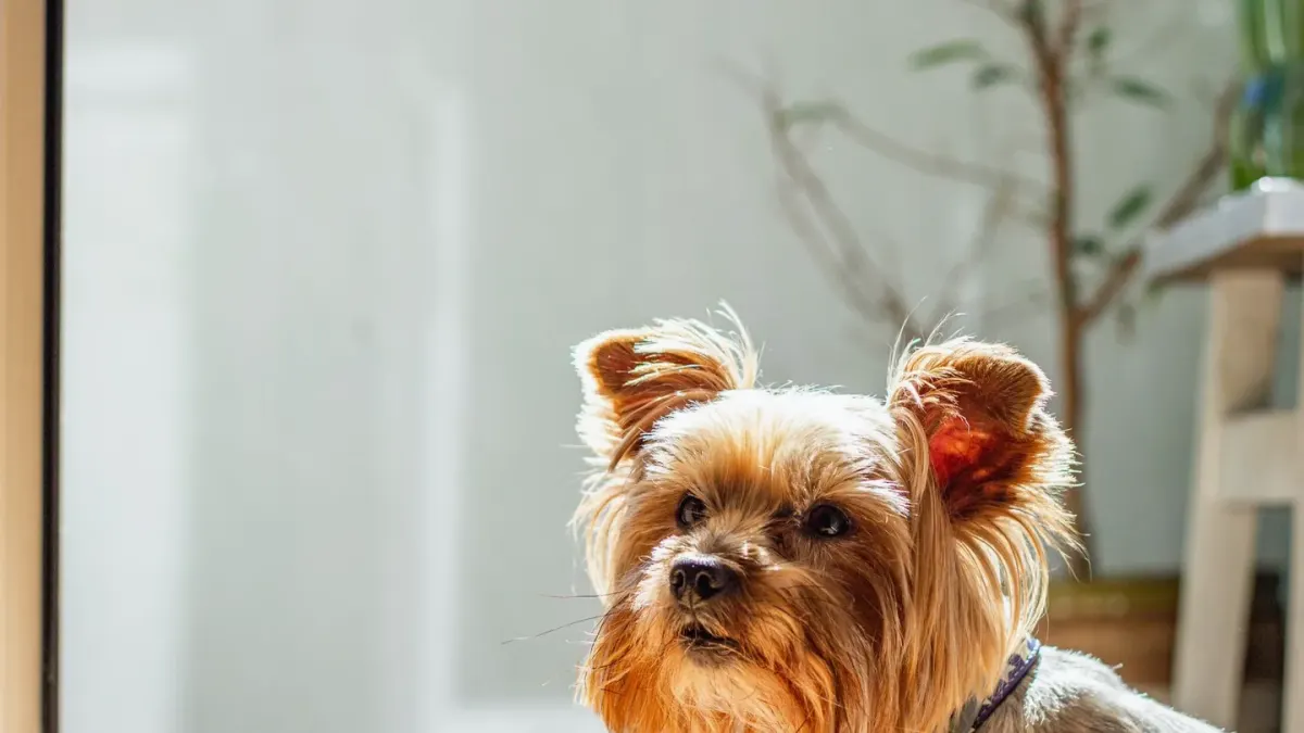 Dog eating from a bowl at home