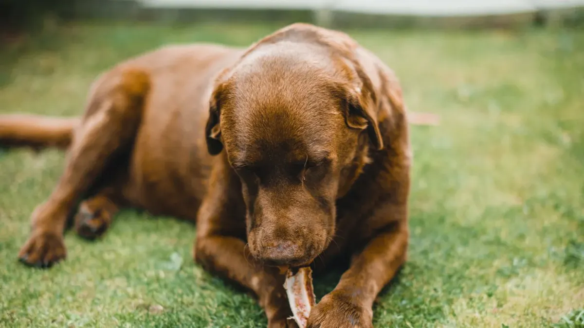 Dog eating from a bowl at home