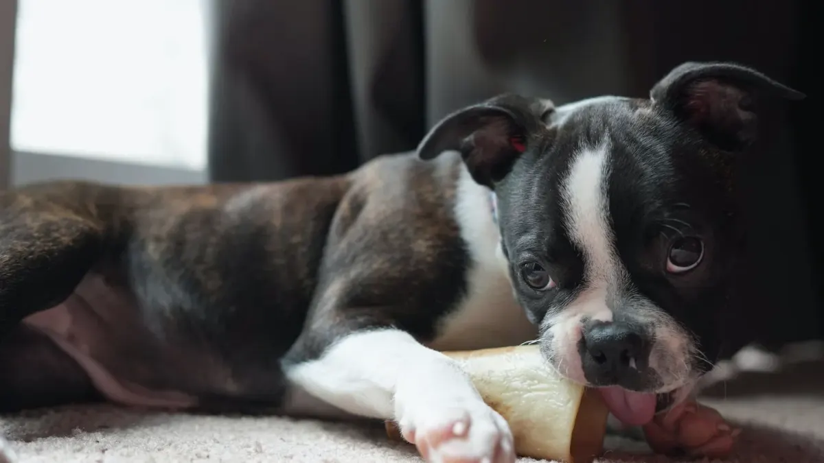 Dog eating from a bowl at home