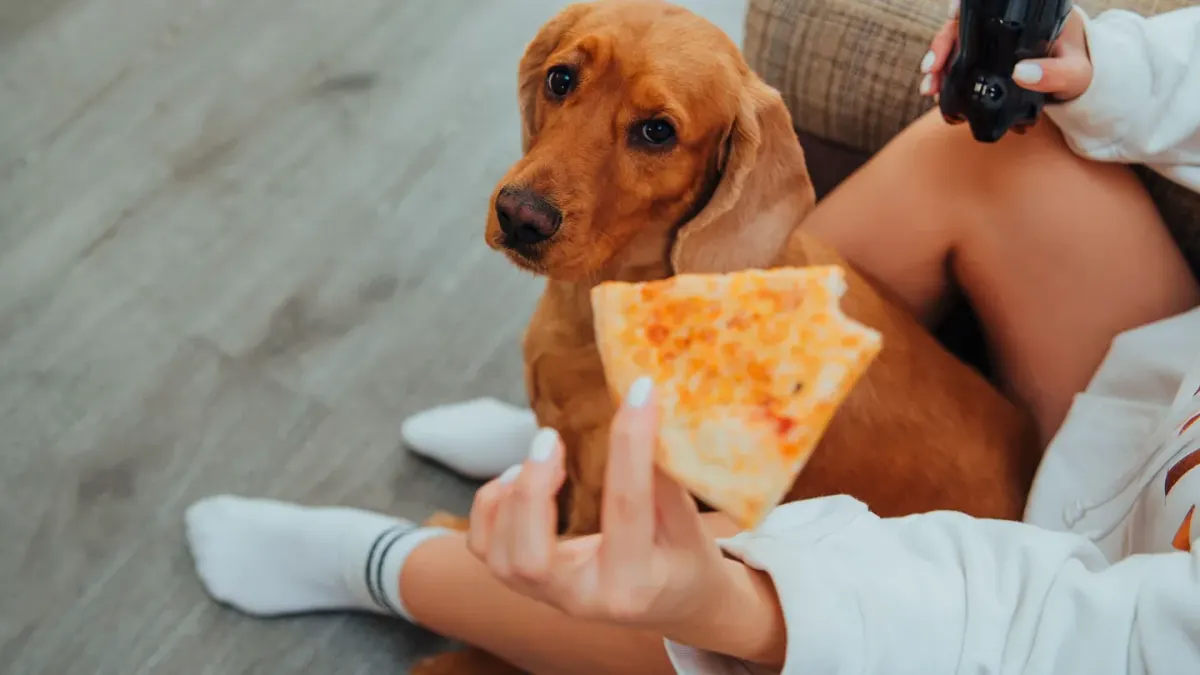 Dog eating from a bowl at home