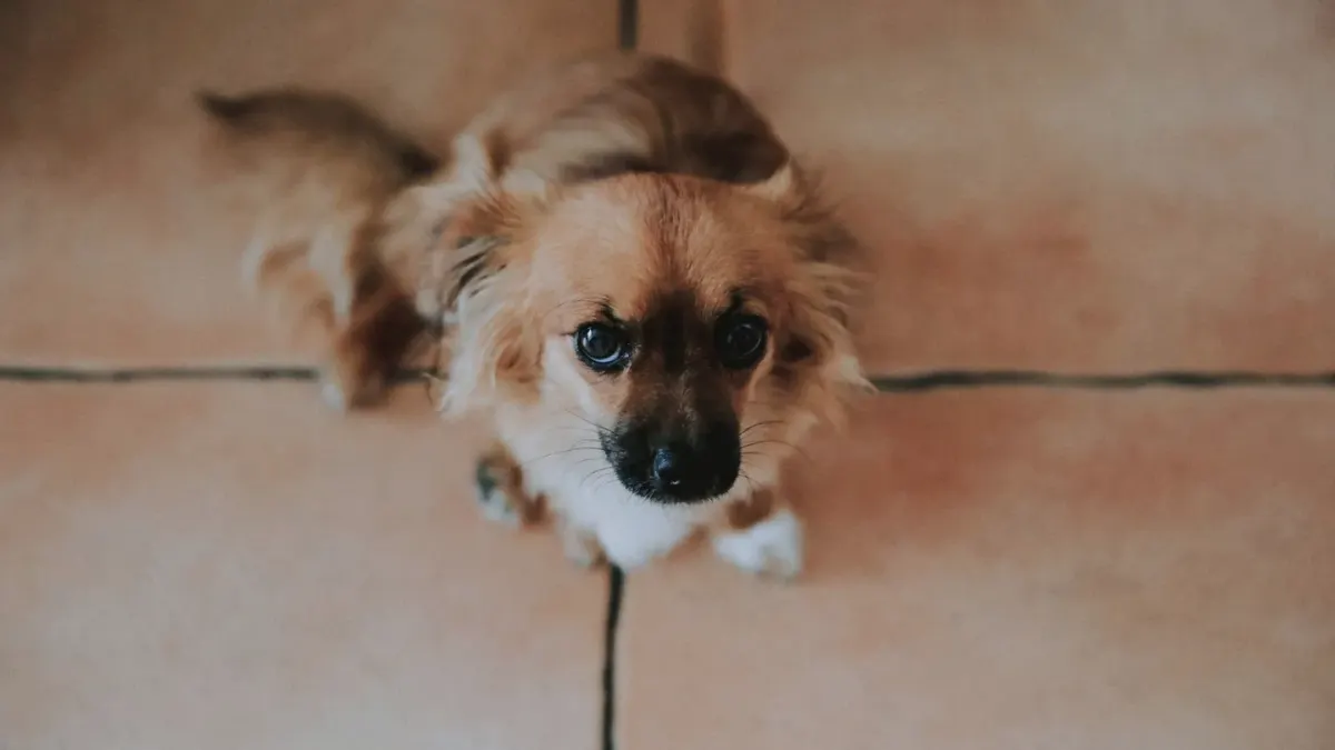 Dog eating from a bowl at home