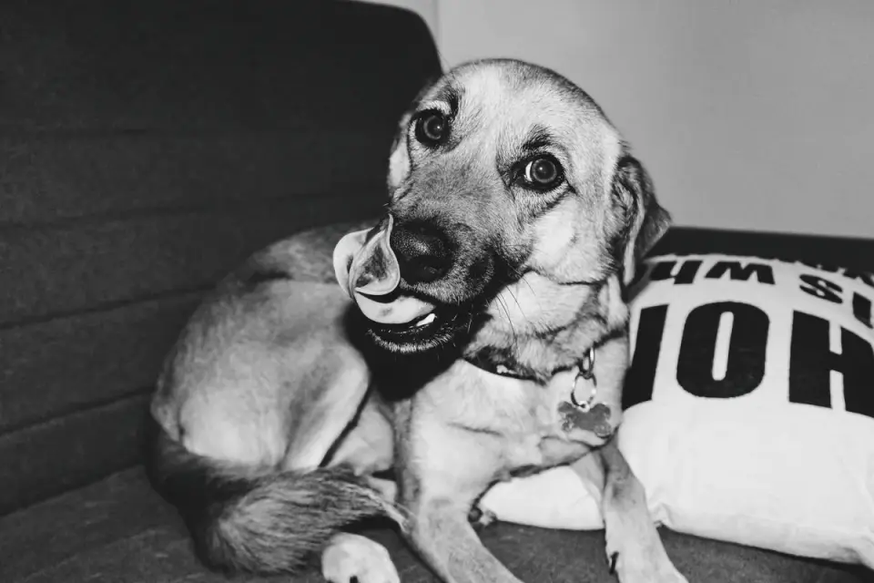 Dog eating from a bowl