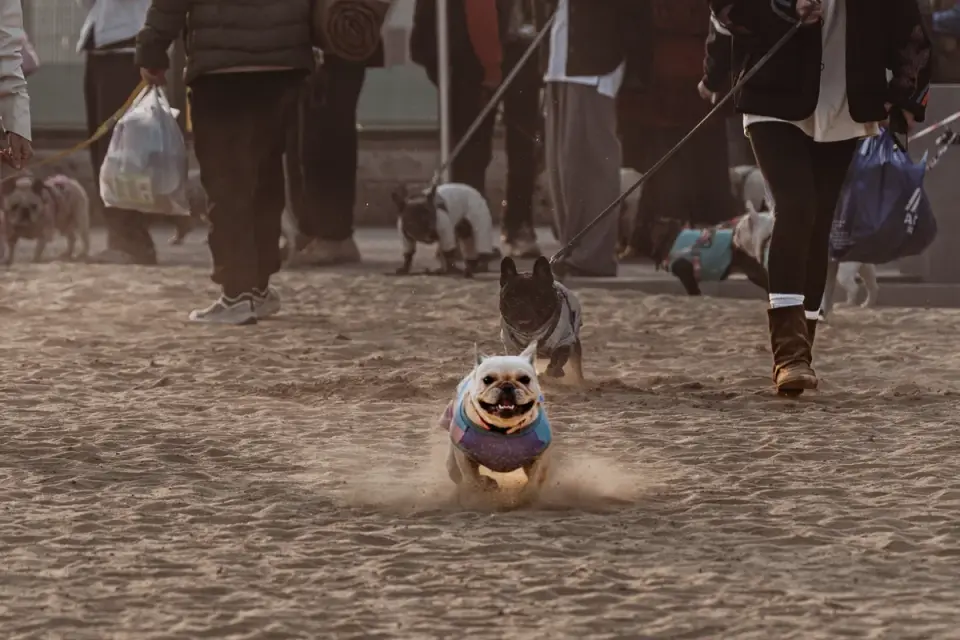 Dog eating kibble from a stable collapsible bowl on sand