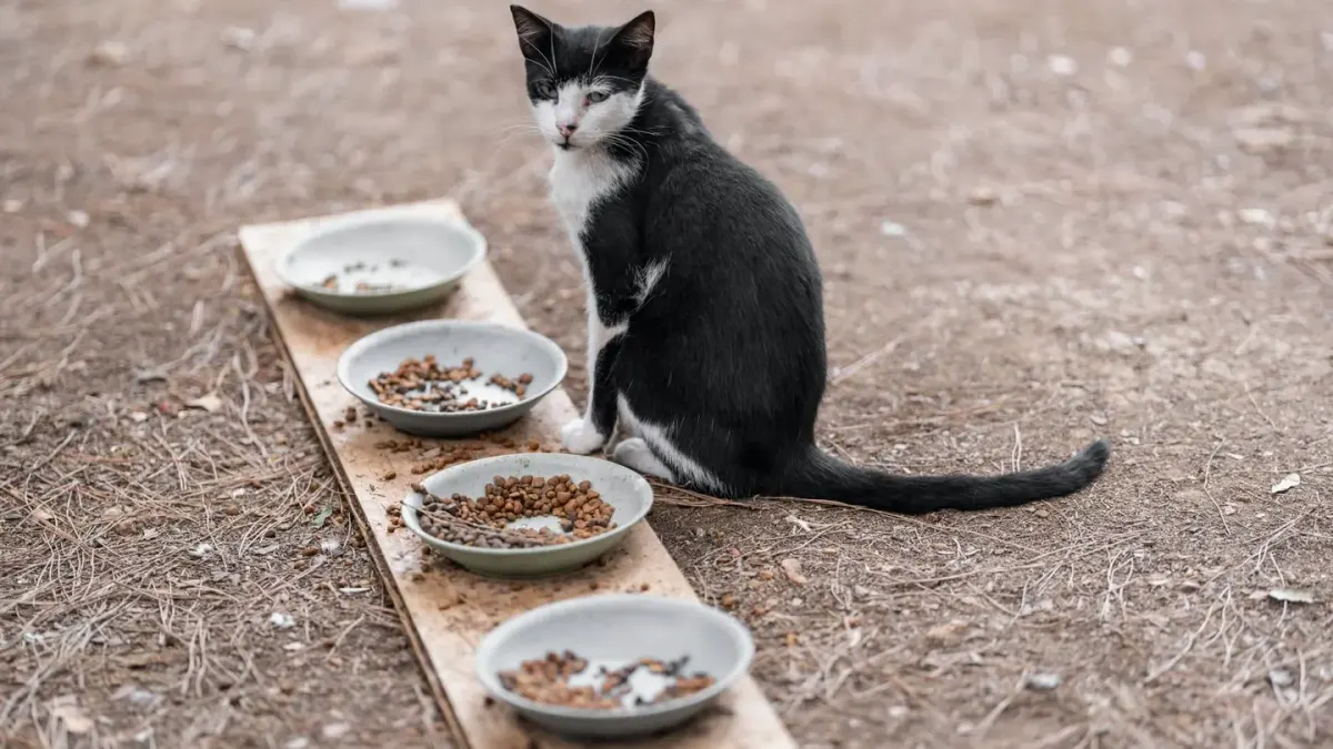 Dog eating outdoors