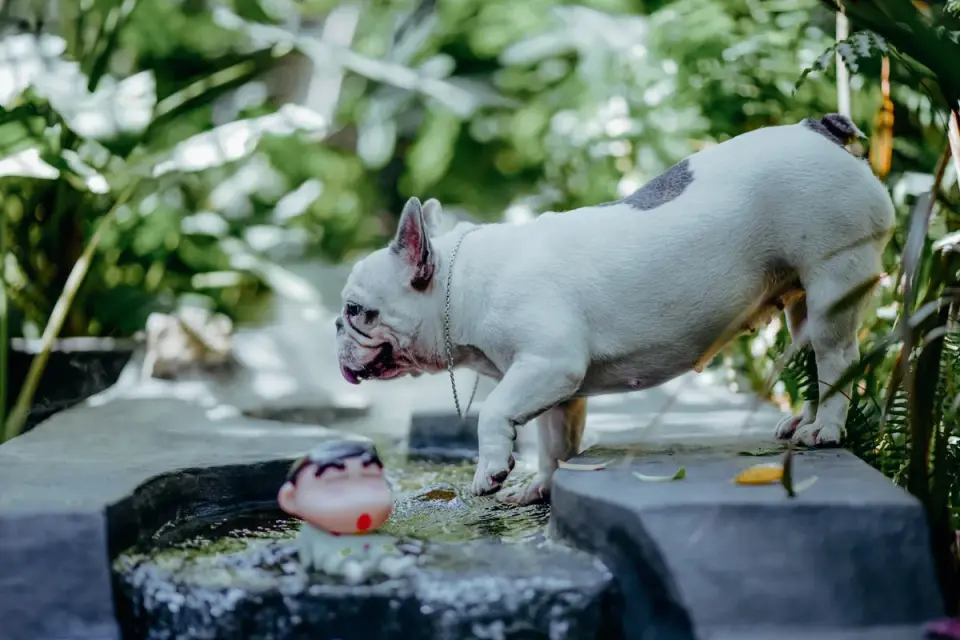 Dog eating outdoors