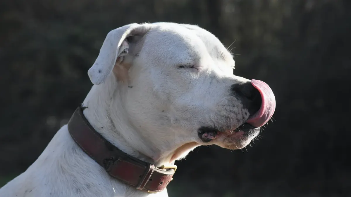 Dog eating outdoors