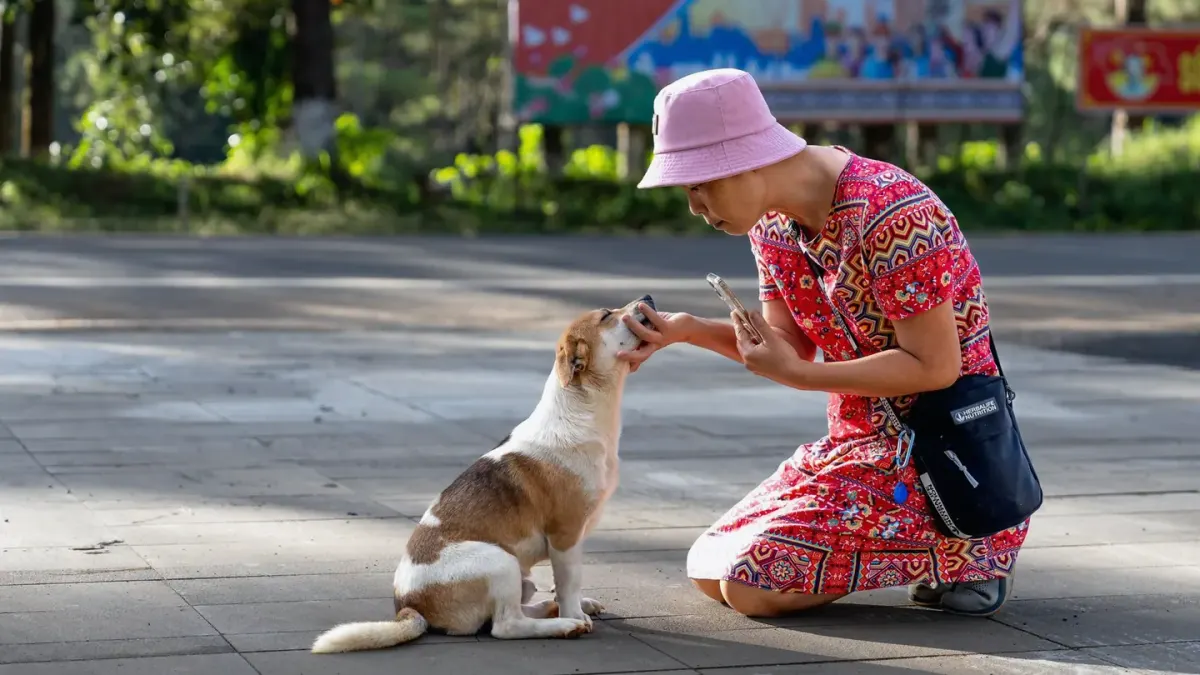 Dog eating outdoors