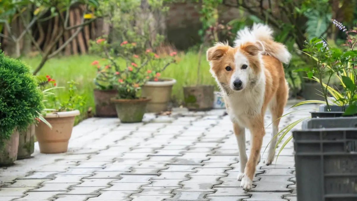 Dog eating outdoors