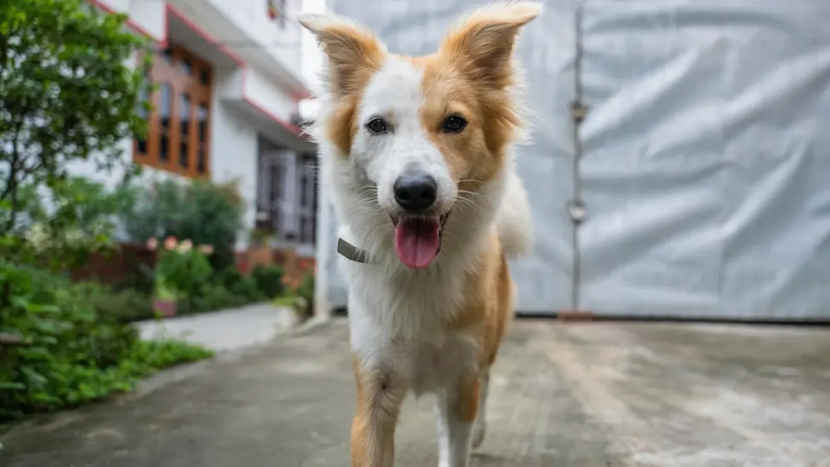 Dog greeting an owner