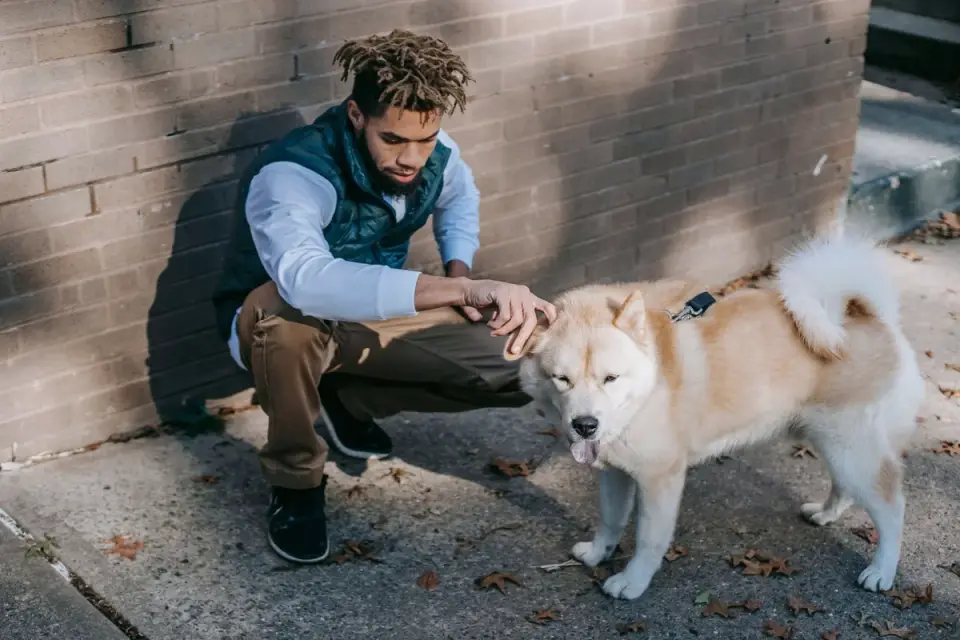 Dog greeting an owner